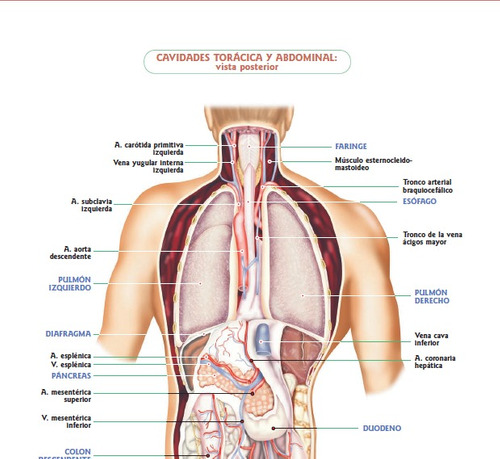 anatomia del cuerpo humano pdf
